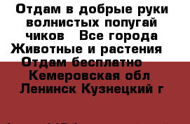 Отдам в добрые руки волнистых попугай.чиков - Все города Животные и растения » Отдам бесплатно   . Кемеровская обл.,Ленинск-Кузнецкий г.